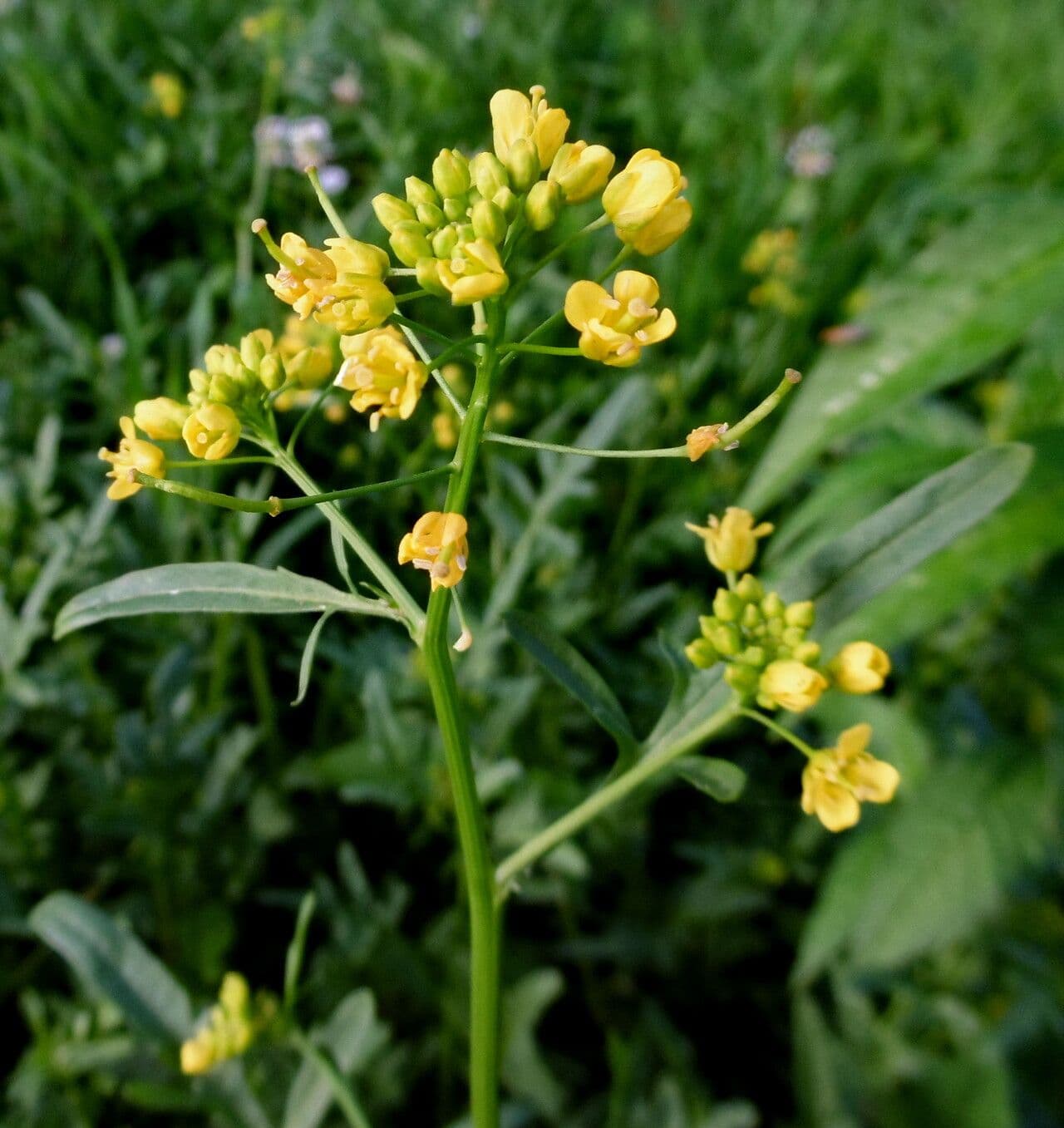 Rorippa sylvestris