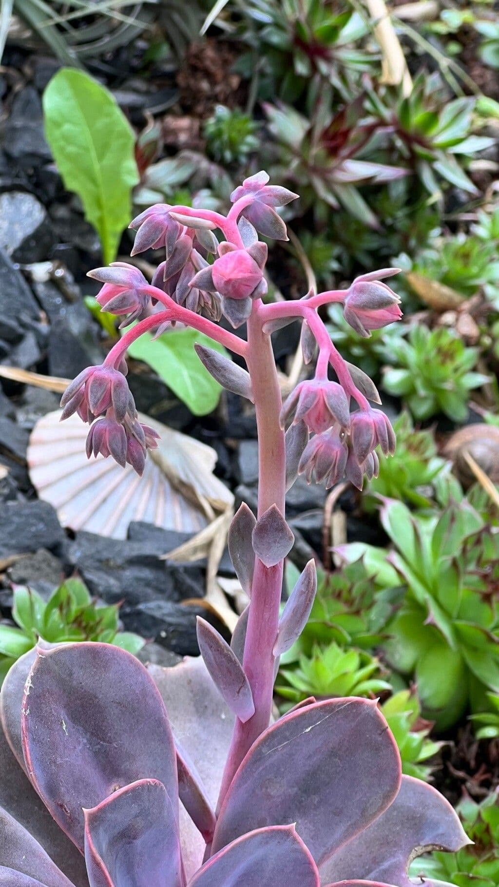 Echeveria gibbiflora