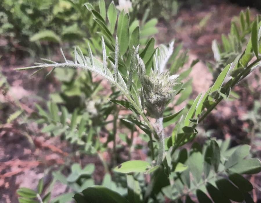 Tephrosia virginiana