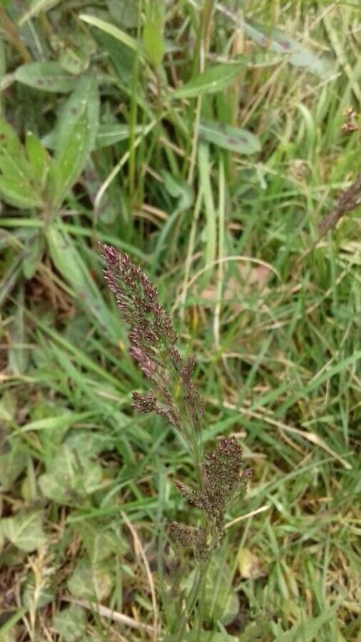Agrostis stolonifera