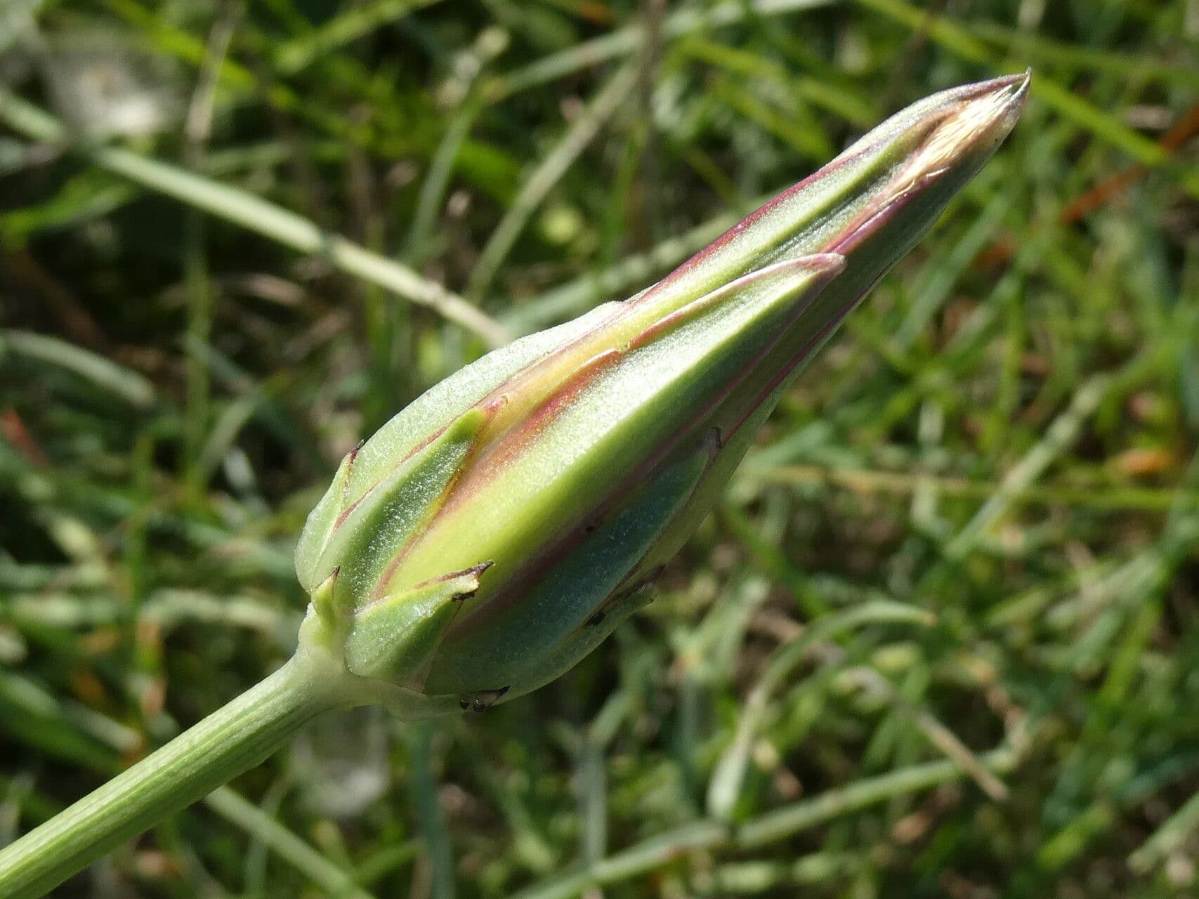 Scorzonera laciniata