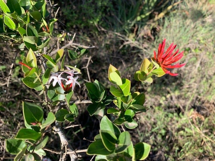 Carissa spinarum