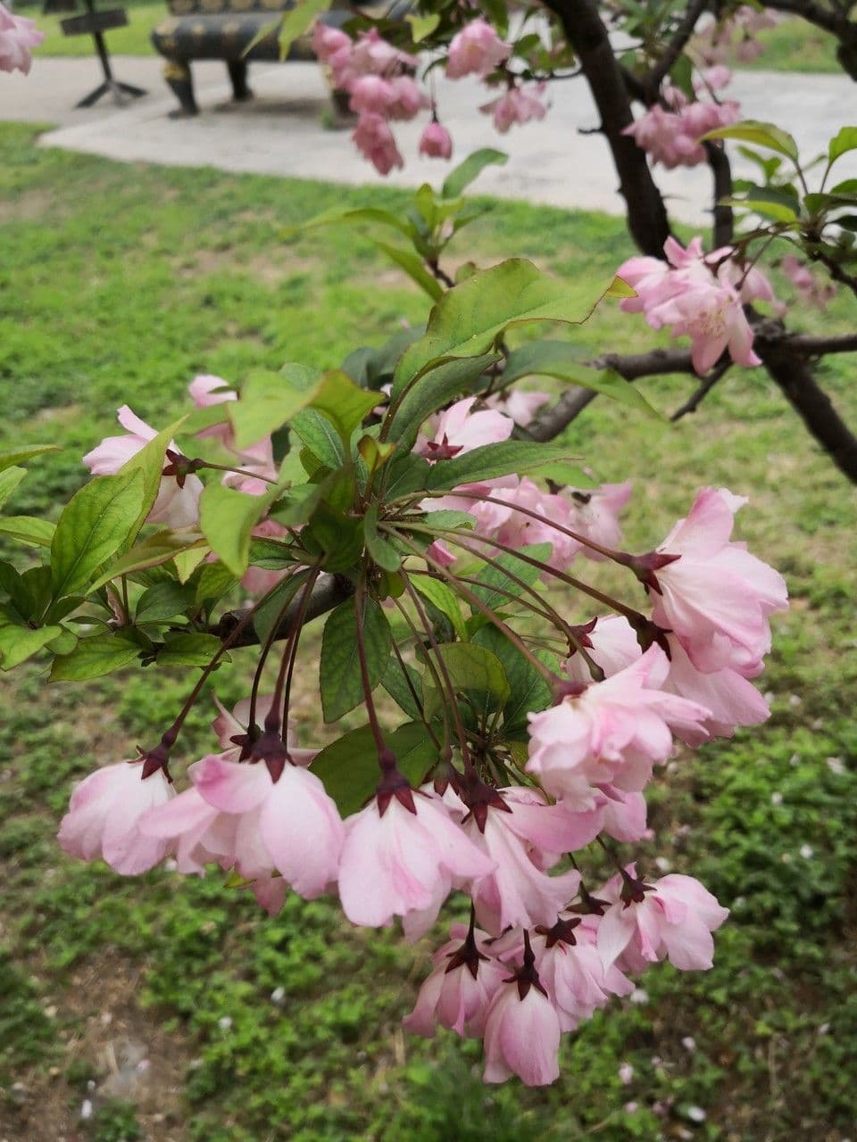 Malus halliana