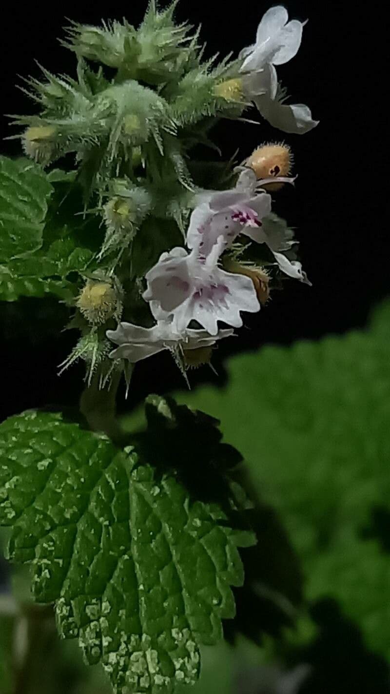 Nepeta cataria