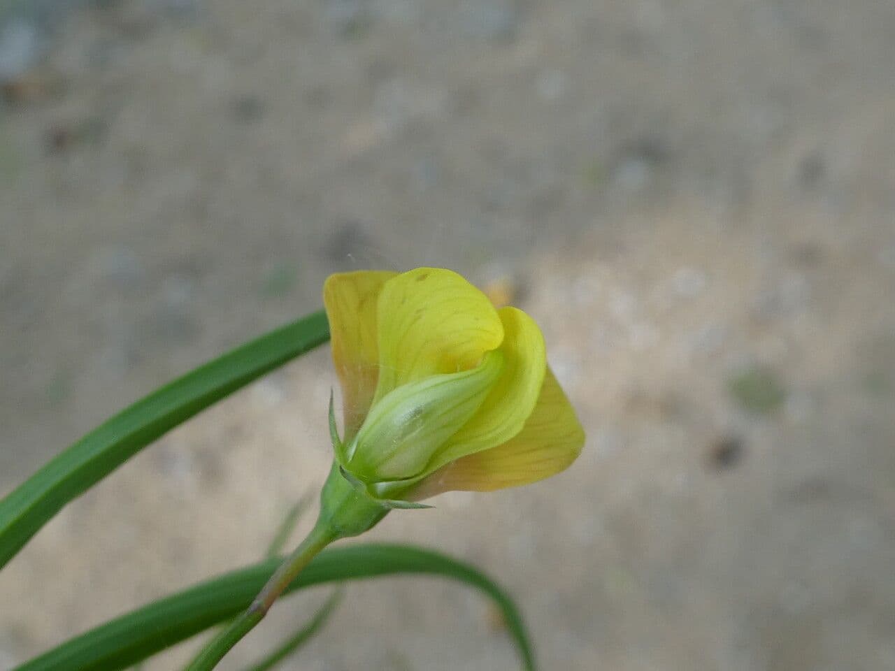 Lathyrus annuus