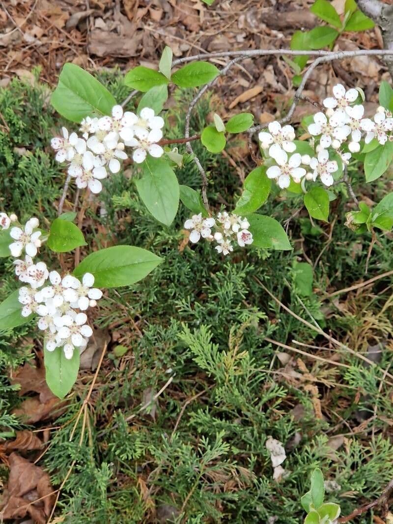 Aronia arbutifolia