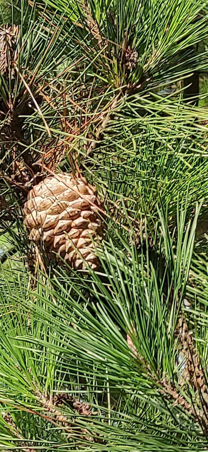 Pinus radiata