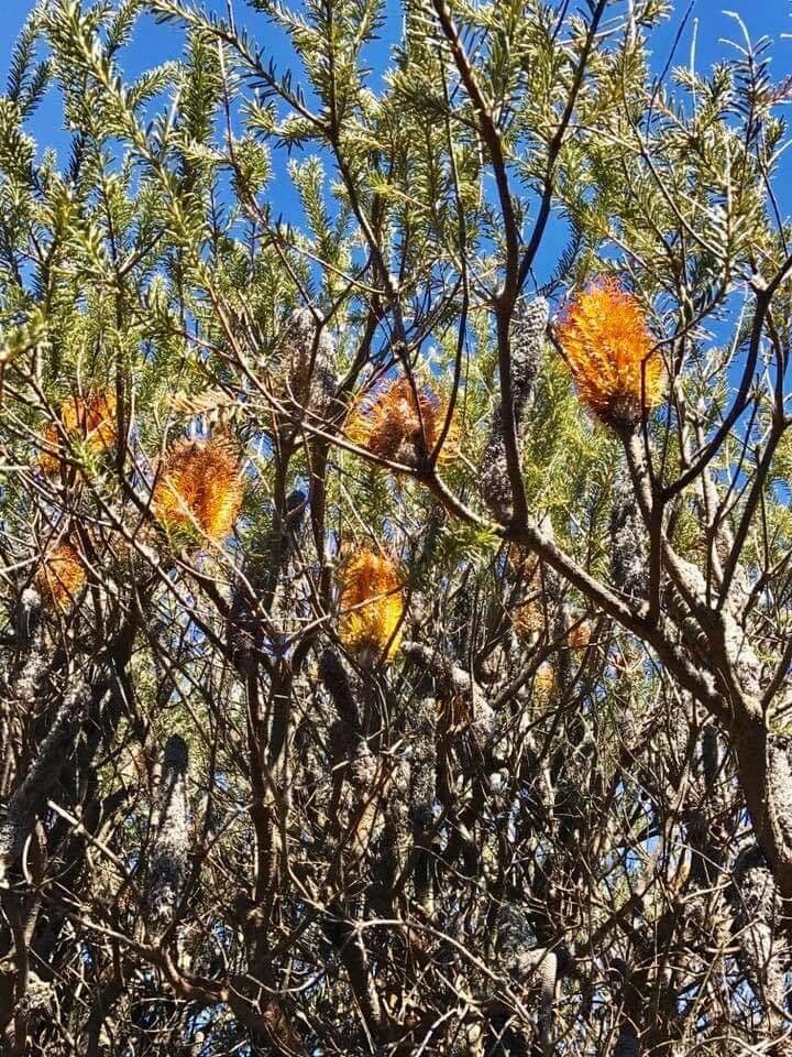 Banksia ericifolia