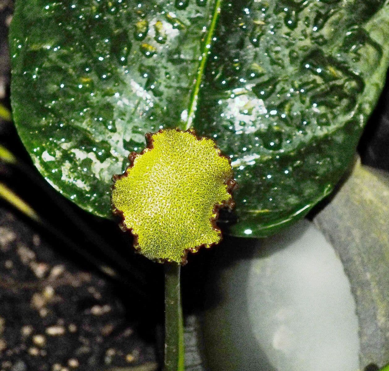 Dorstenia elata