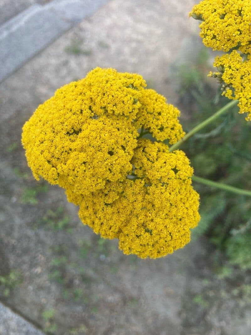 Achillea filipendulina