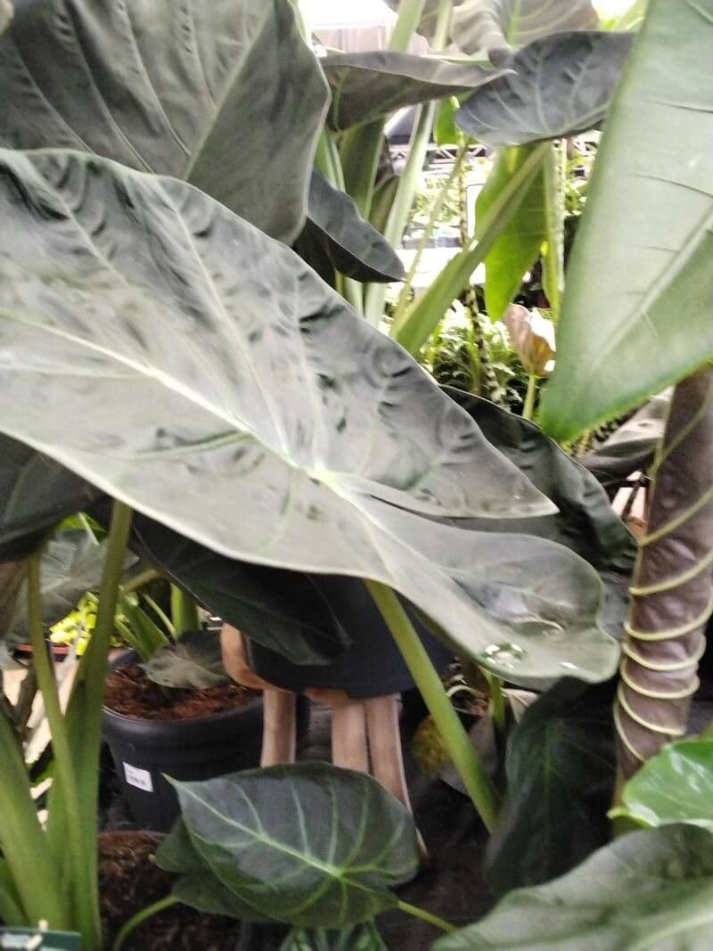 Alocasia wentii