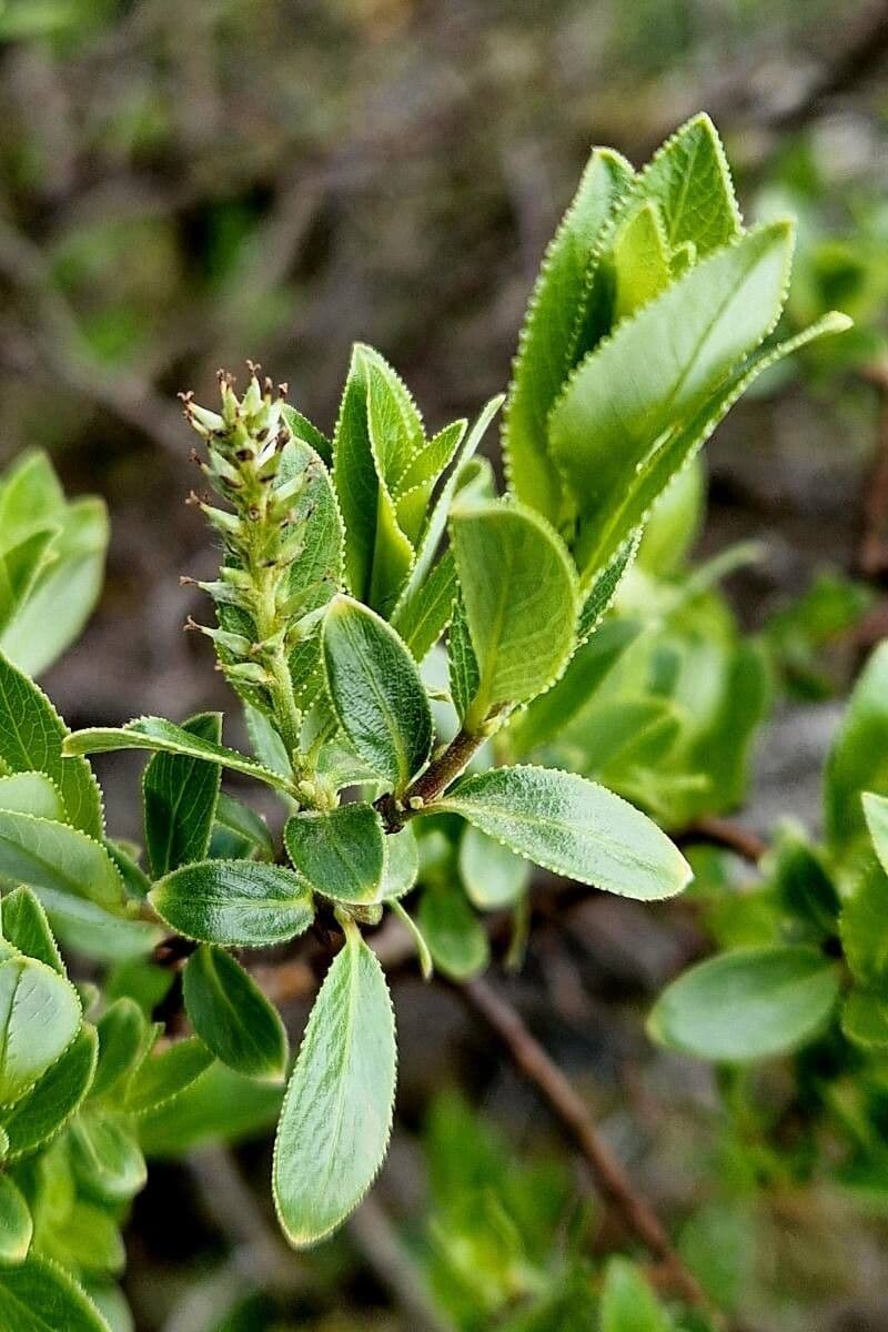 Salix foetida