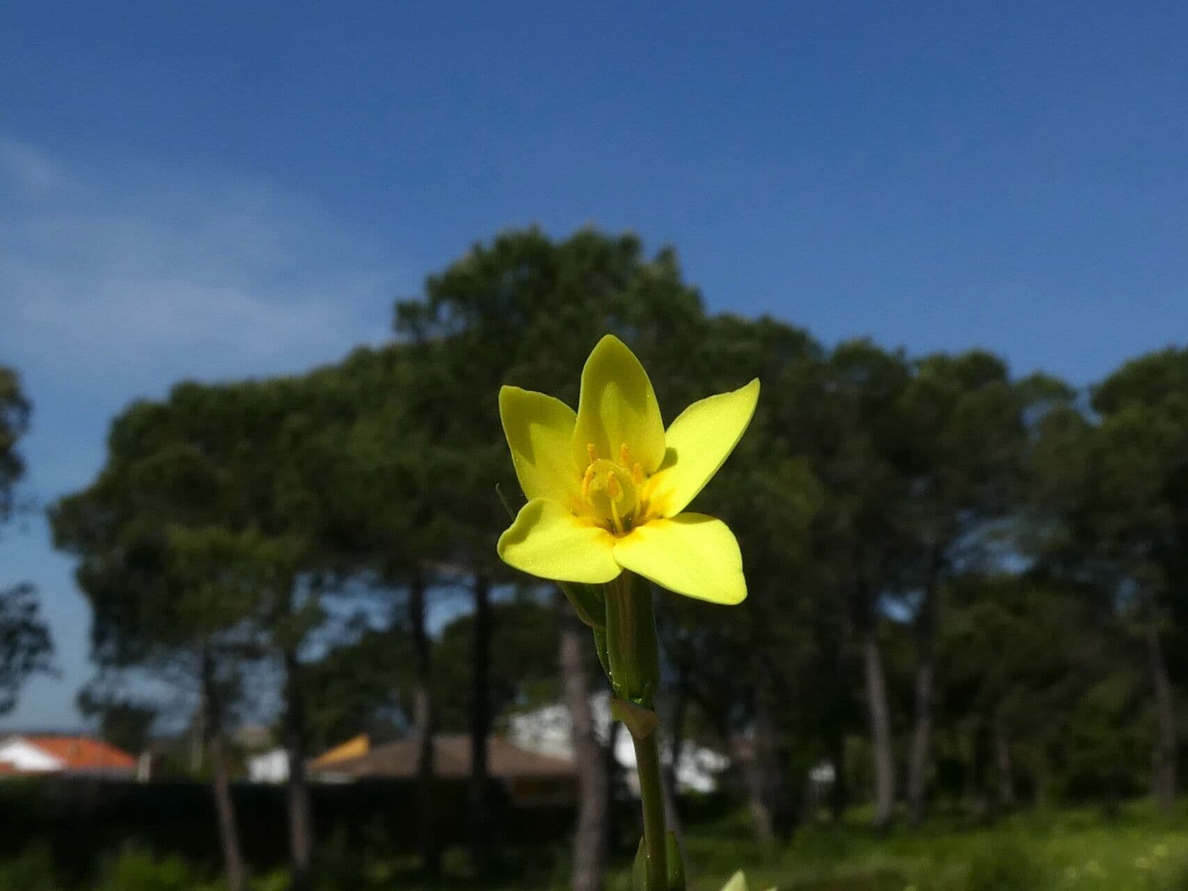 Centaurium maritimum