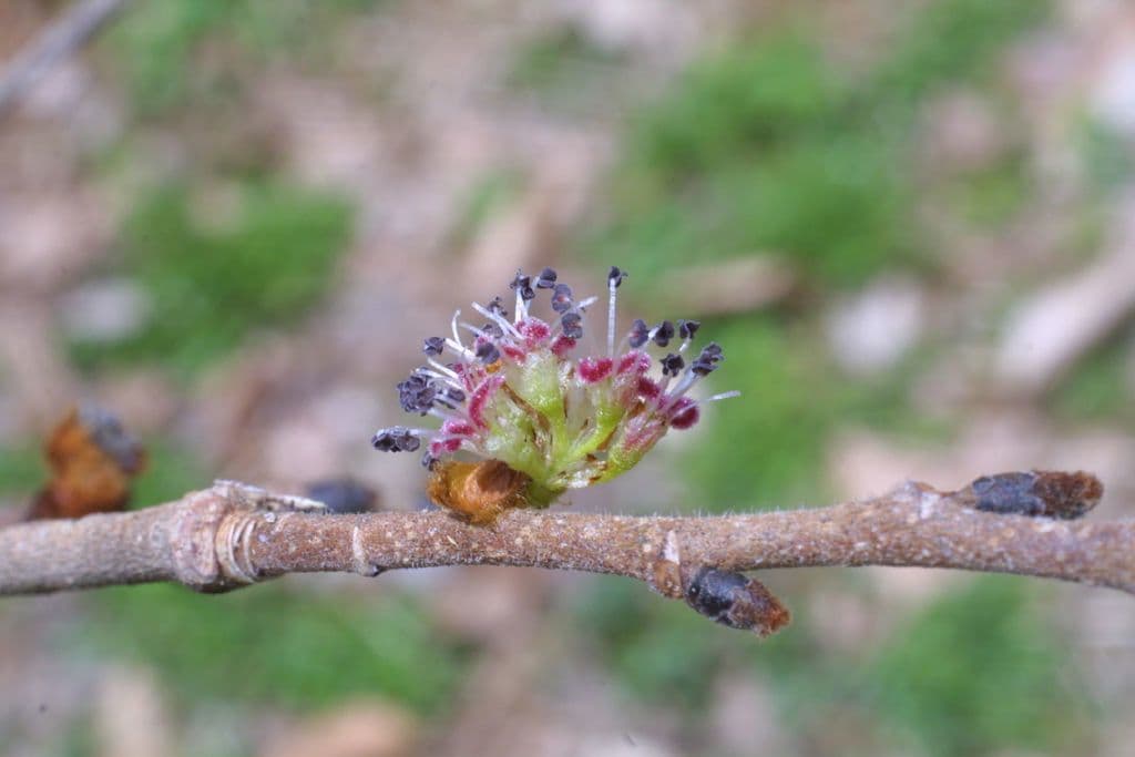 Ulmus rubra