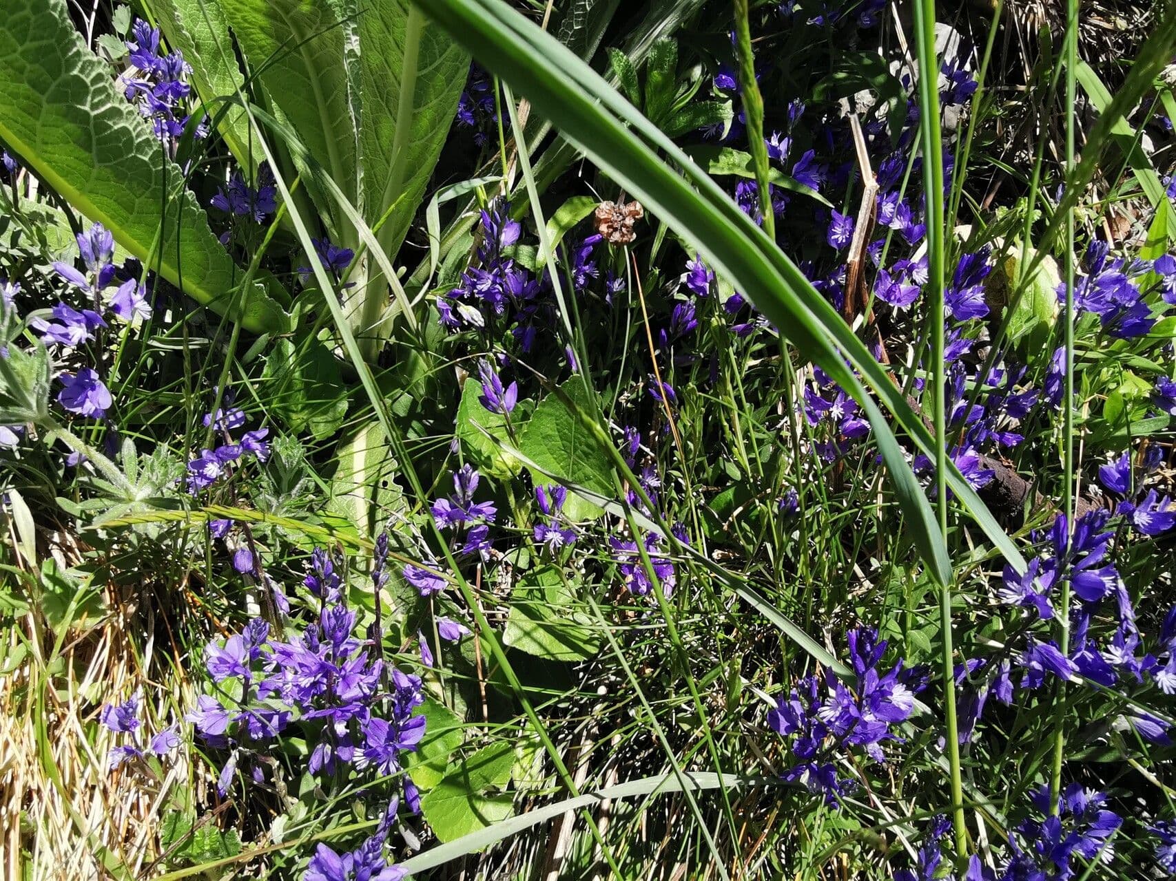 Polygala alpina