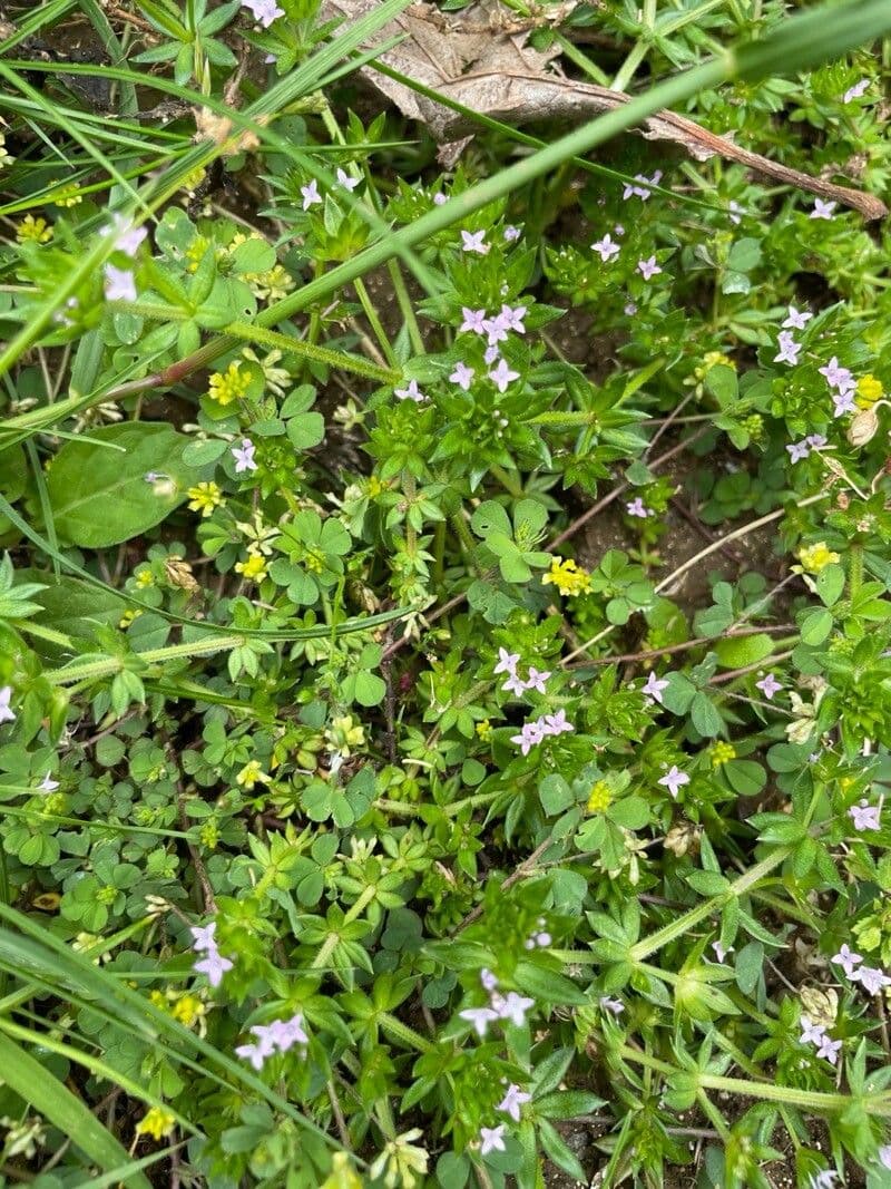 Sherardia arvensis