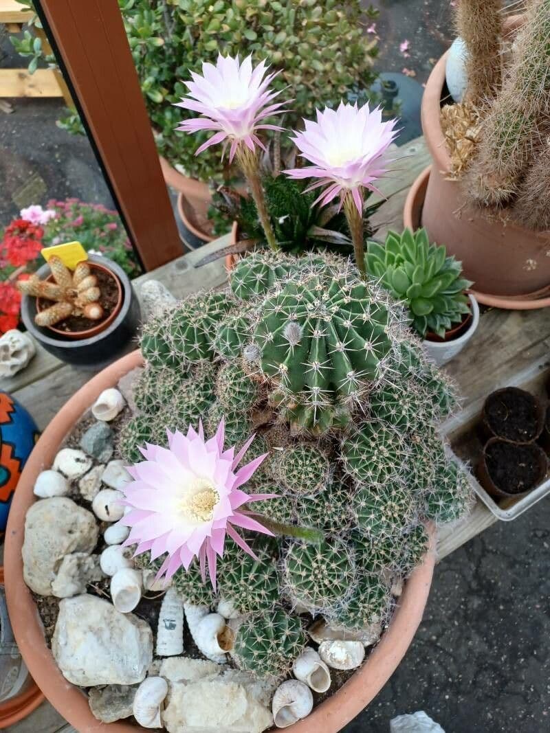 Echinopsis oxygona