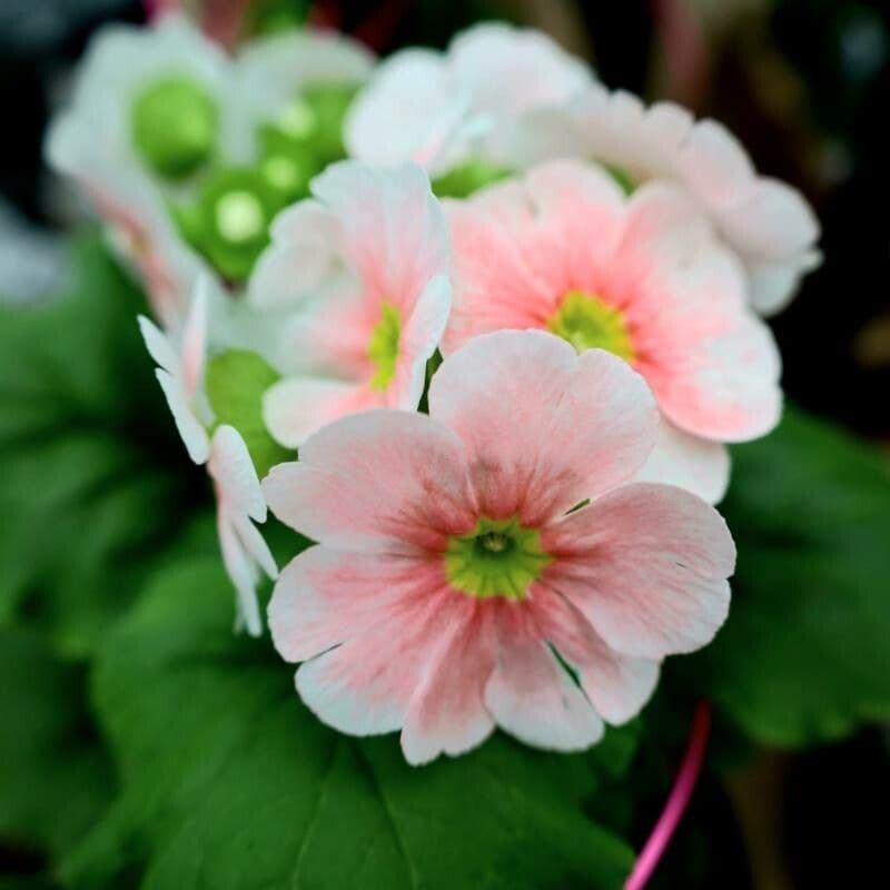 Primula obconica