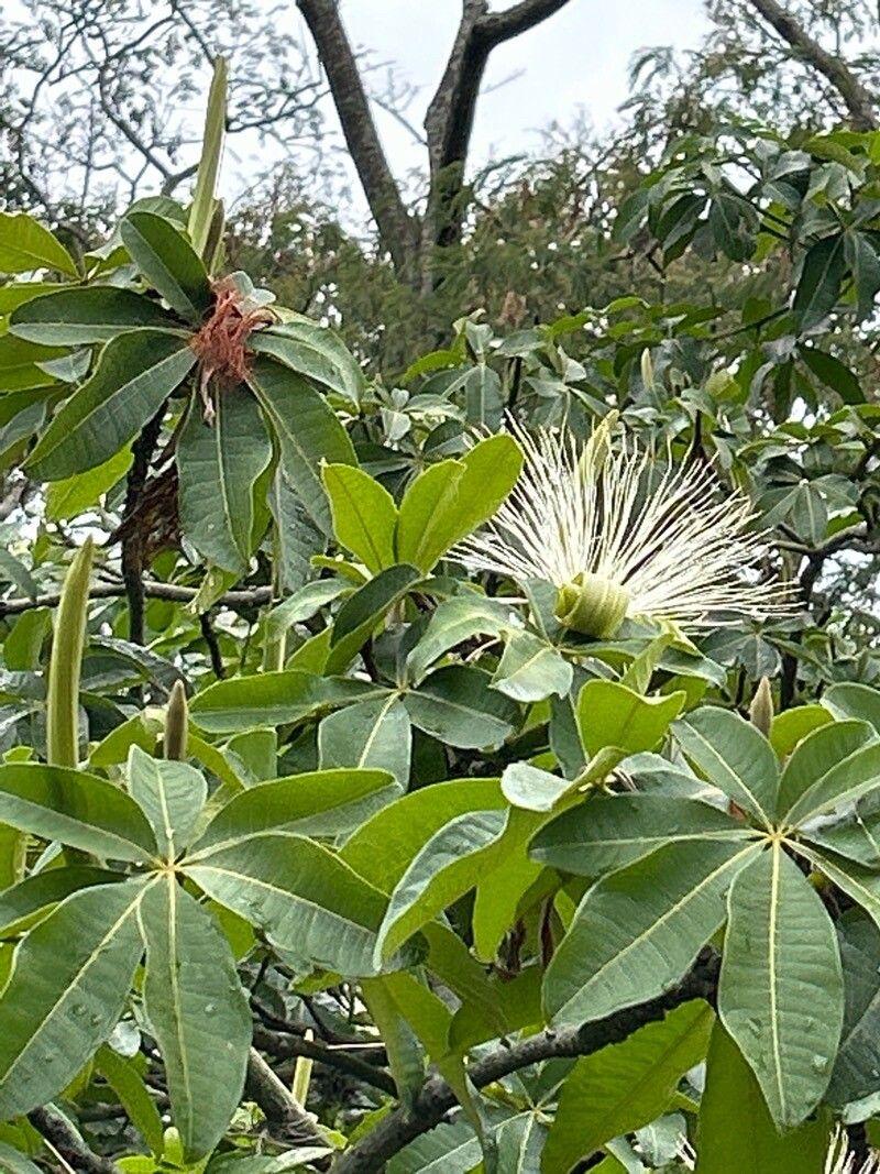 Pachira glabra