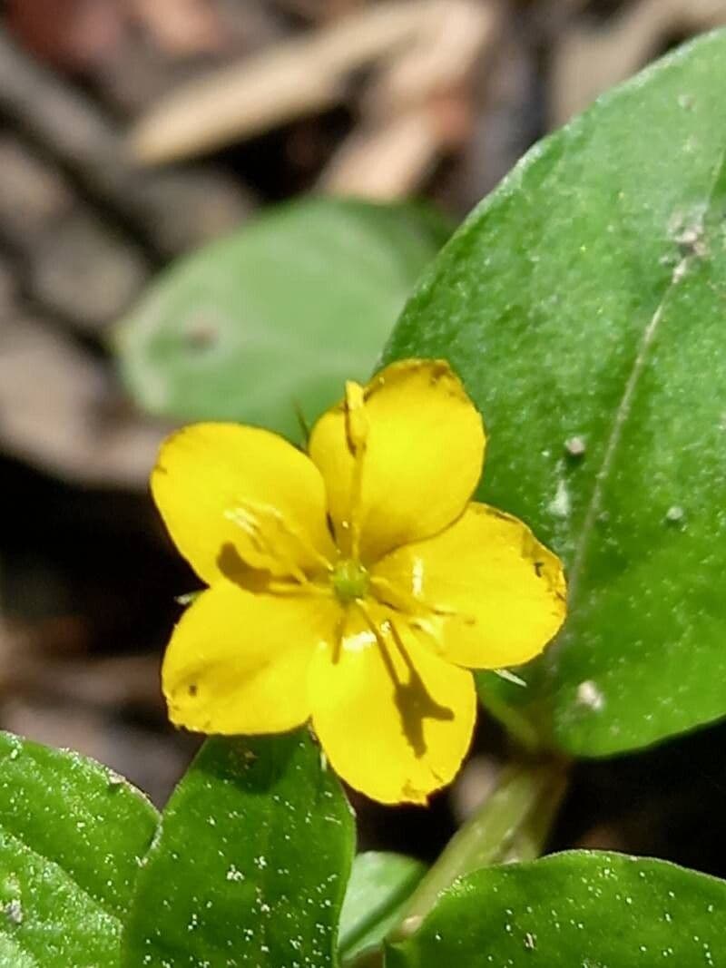 Lysimachia nemorum