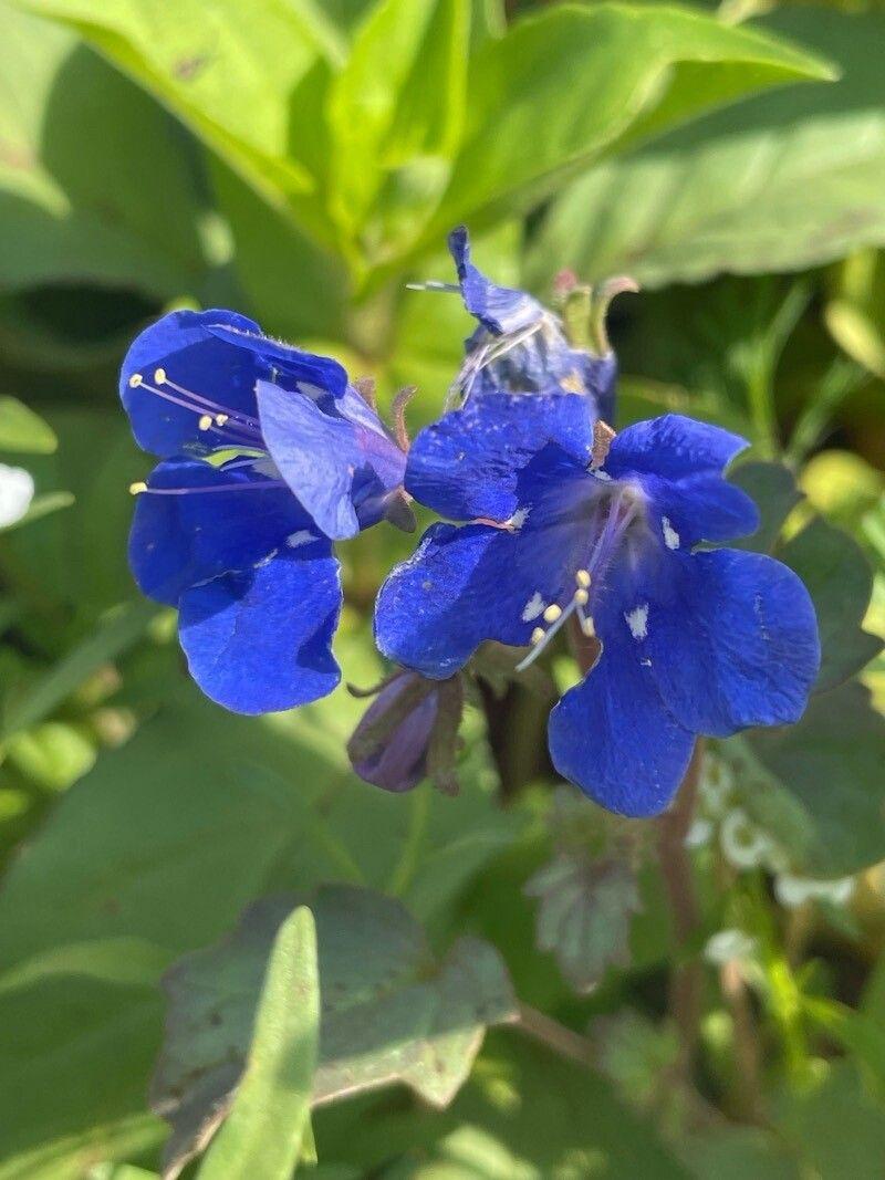 Phacelia campanularia