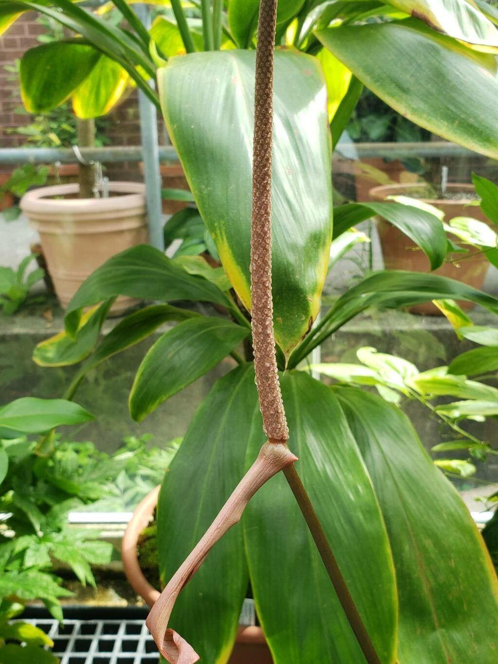 Anthurium crystallinum