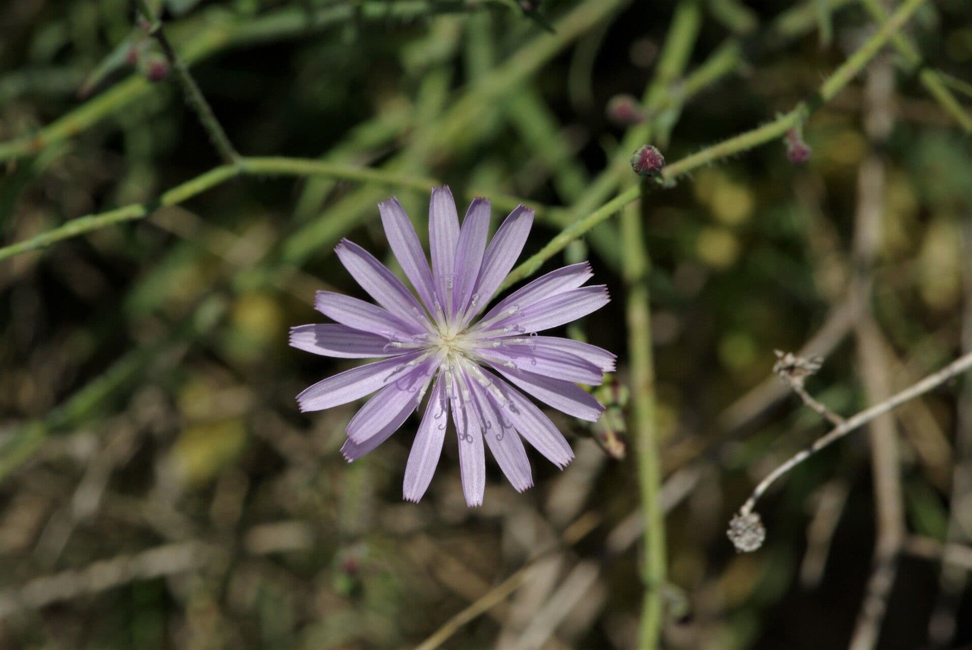 Lactuca tenerrima