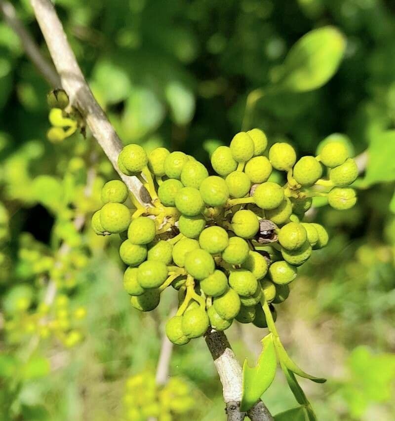 Zanthoxylum fagara