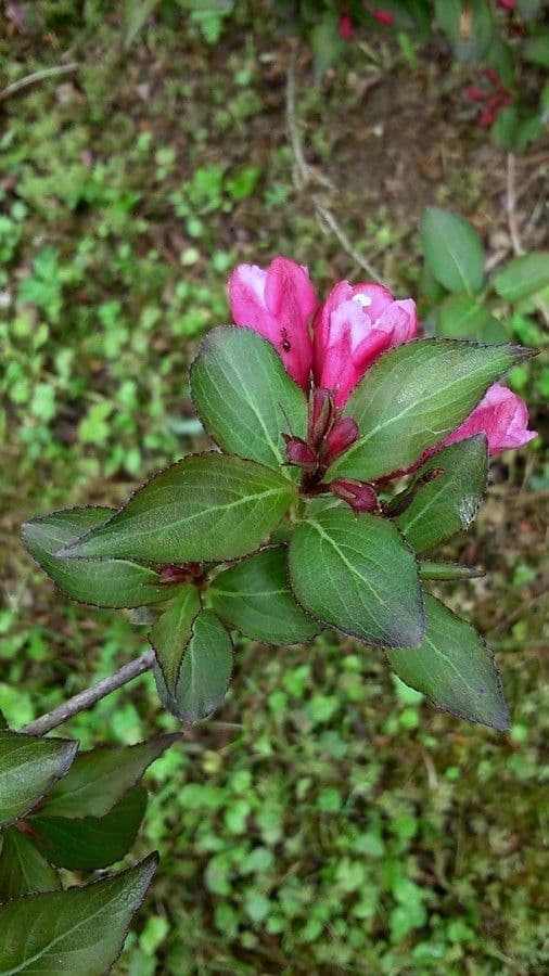 Weigela florida