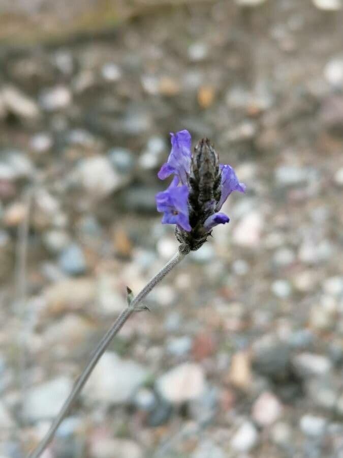Lavandula multifida