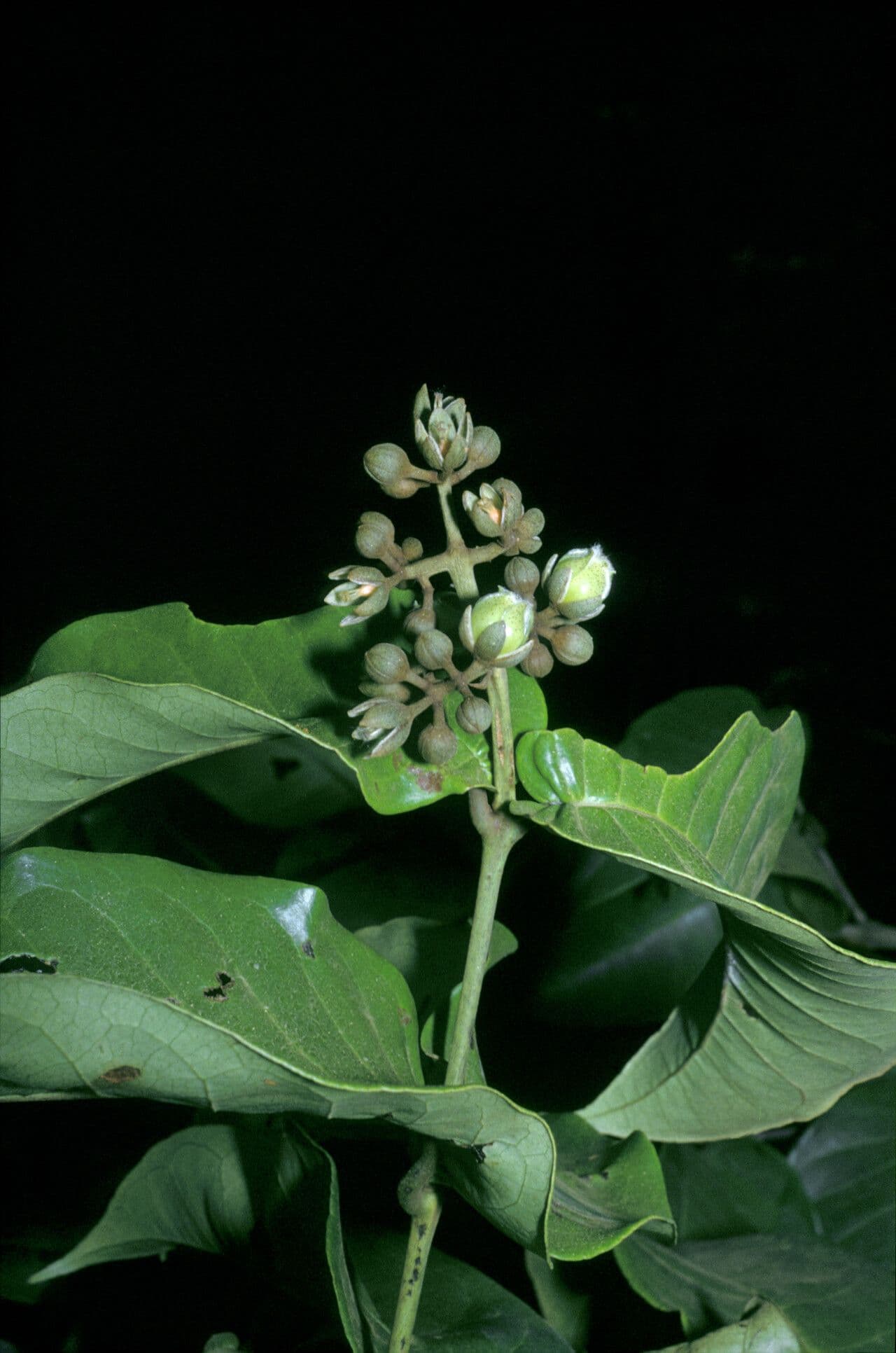 Vismia sessilifolia