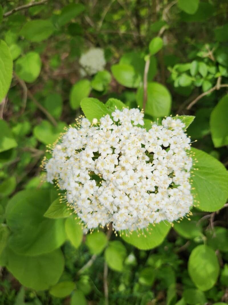 Viburnum lantana