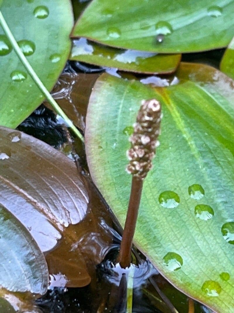 Potamogeton polygonifolius