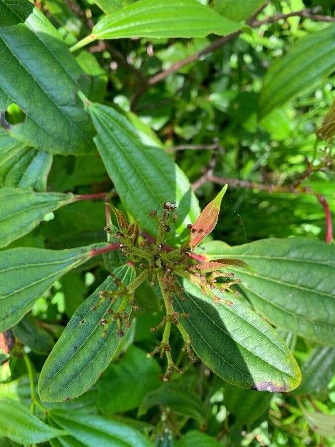 Viburnum davidii