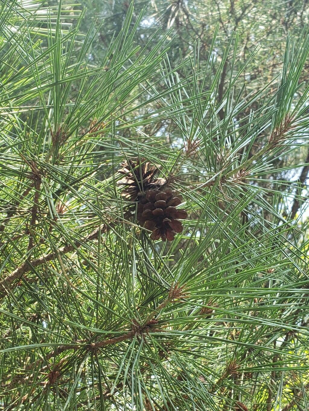 Pinus densiflora