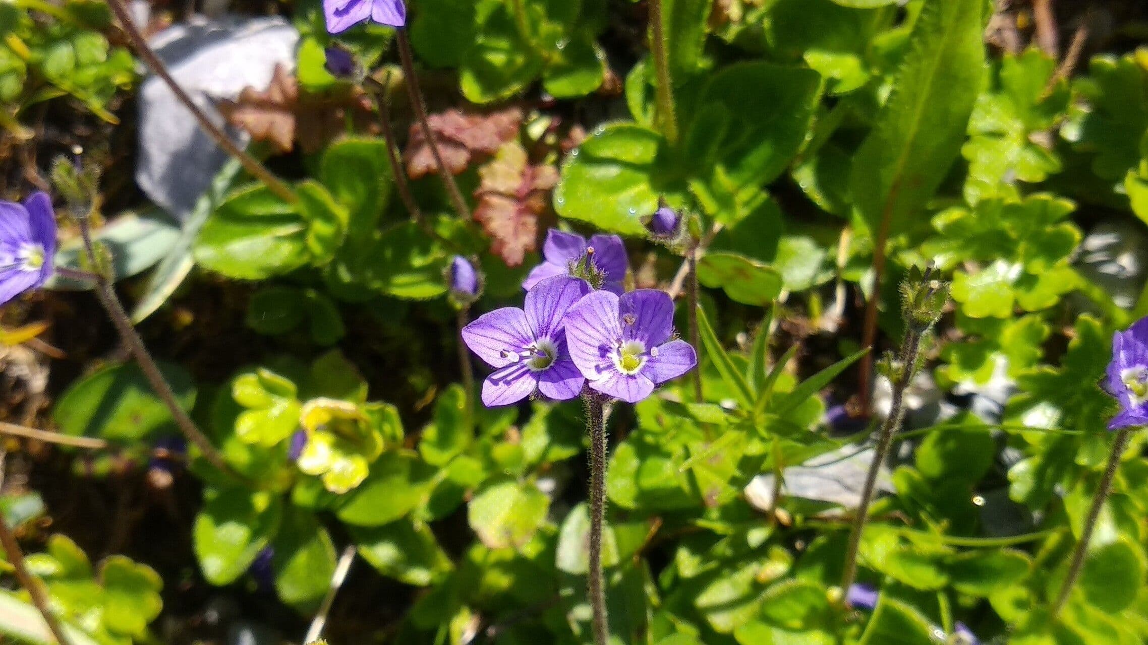 Veronica aphylla