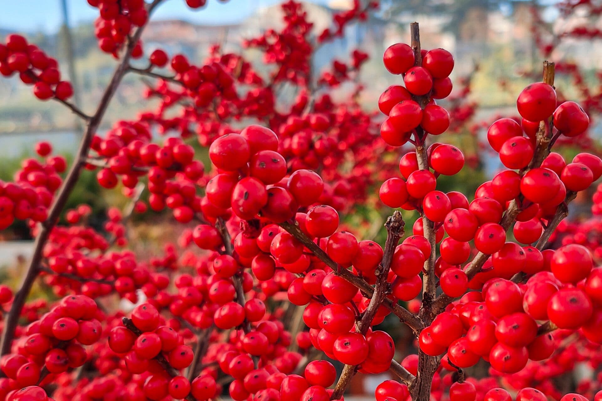 Ilex verticillata