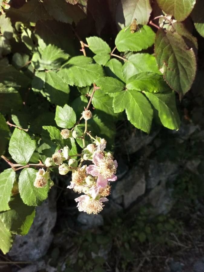 Rubus imbricatus