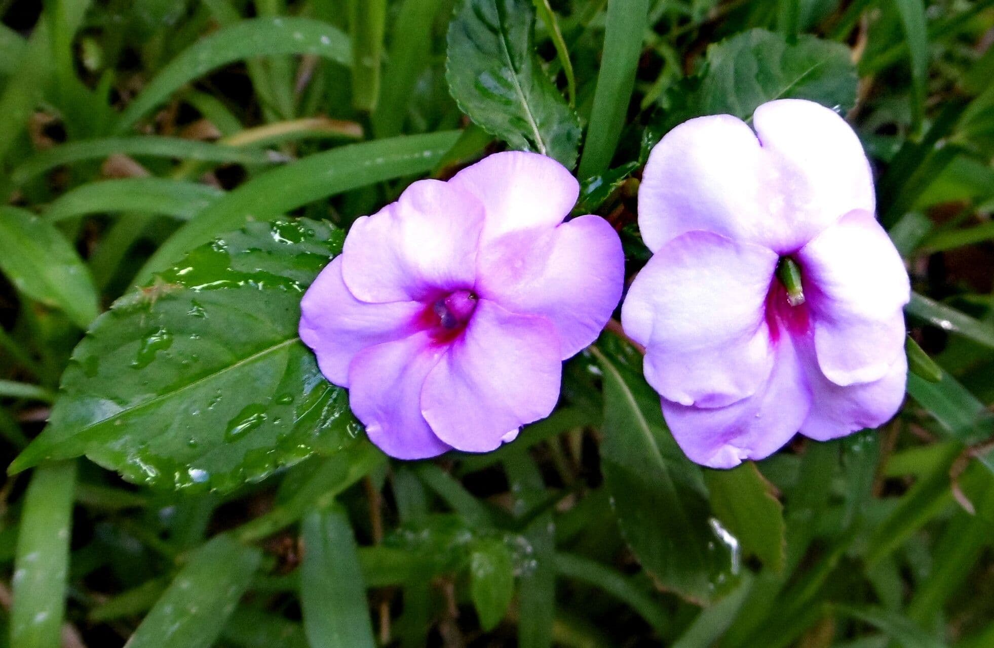Impatiens flaccida