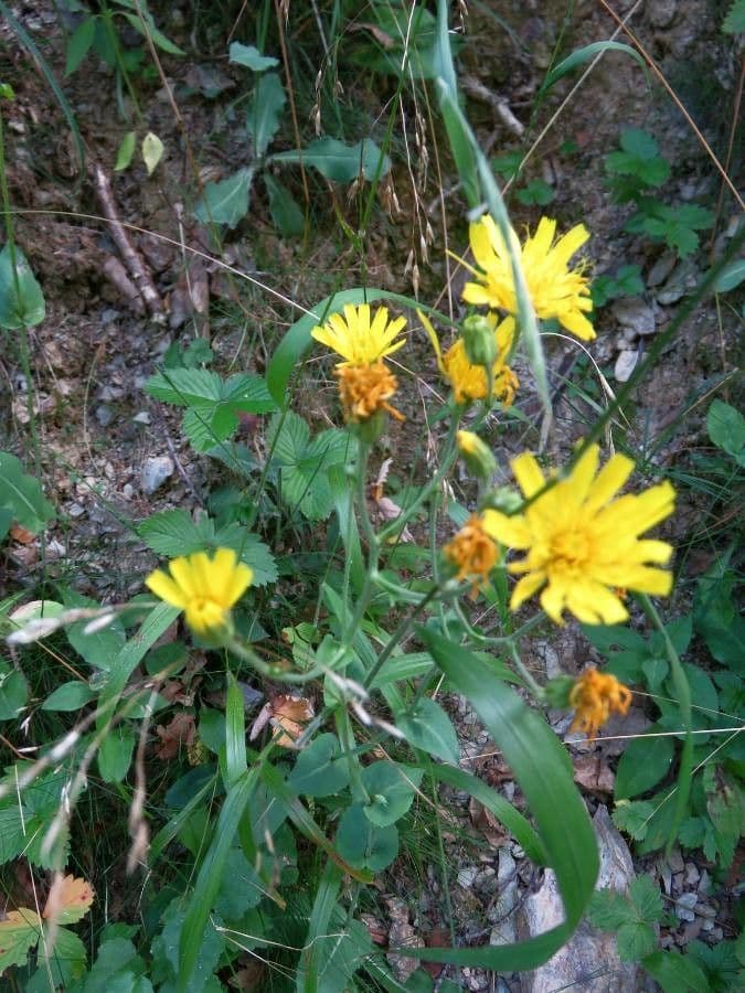 Hieracium amplexicaule