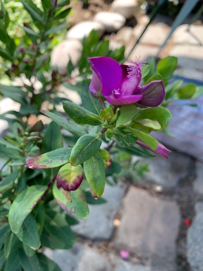 Polygala myrtifolia