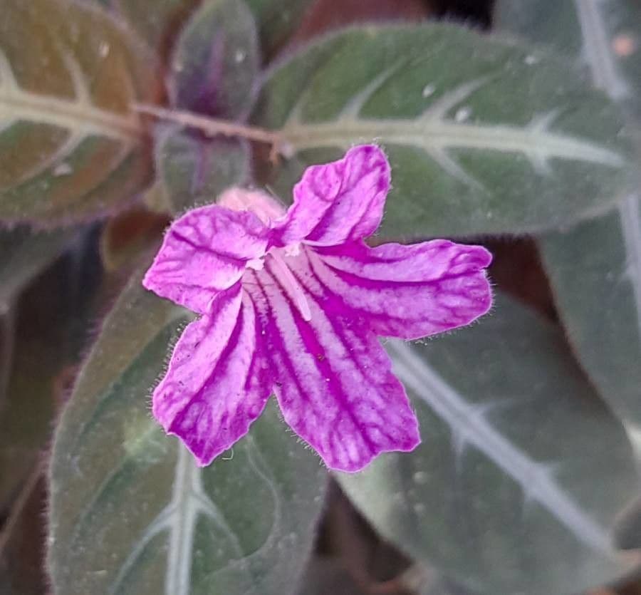 Ruellia makoyana