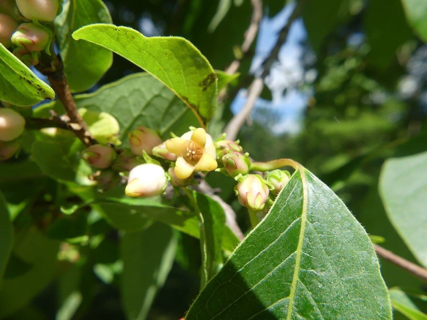 Diospyros lotus