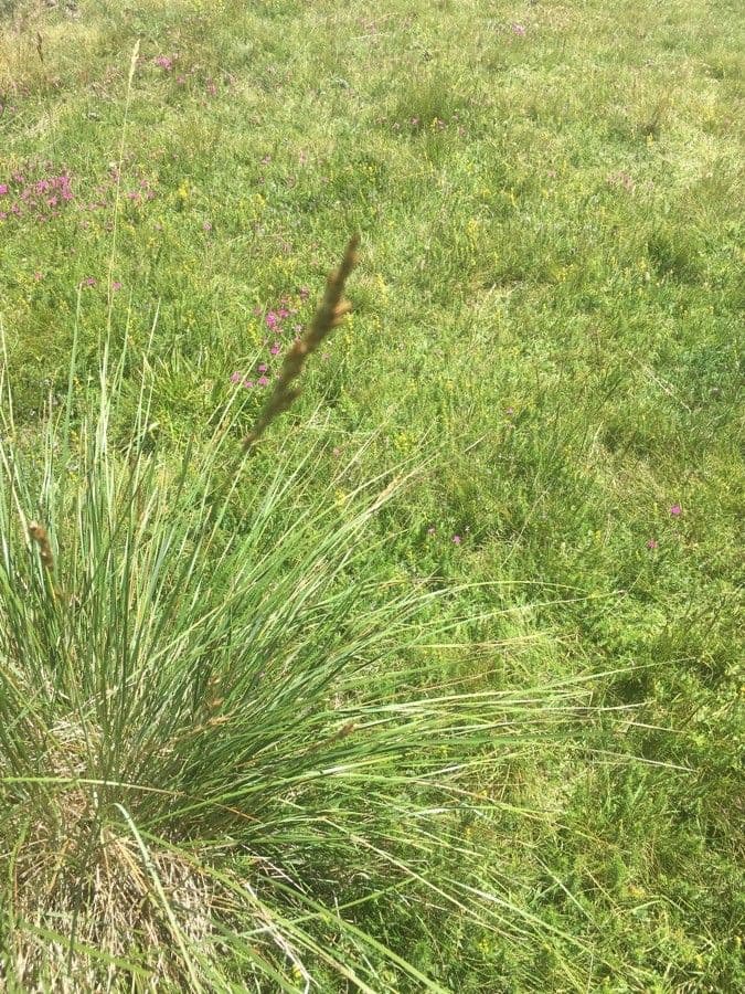 Festuca burgundiana