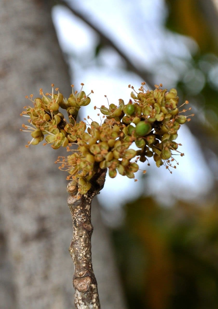 Doratoxylon apetalum