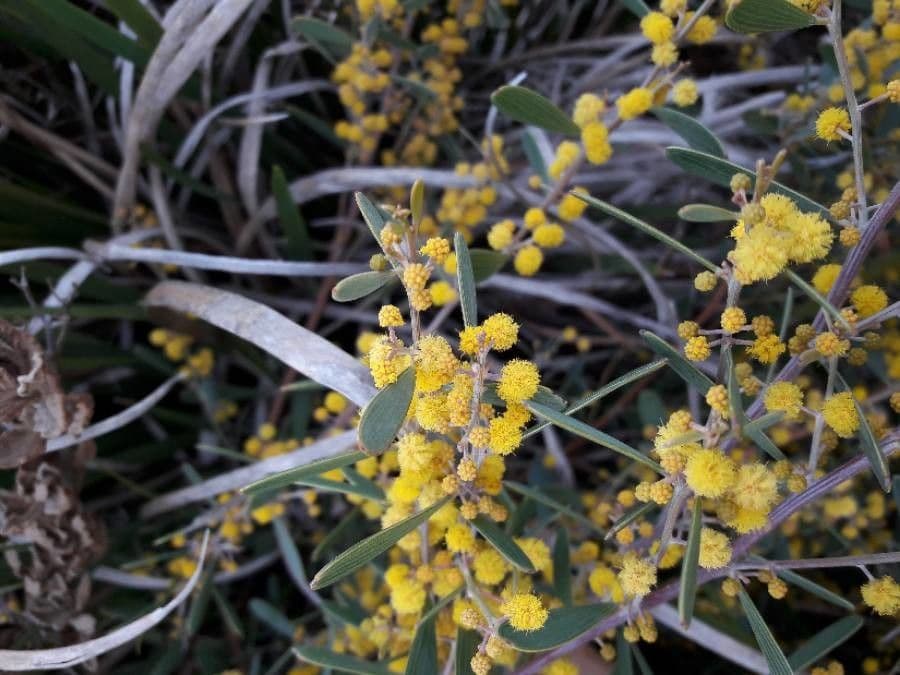 Acacia redolens