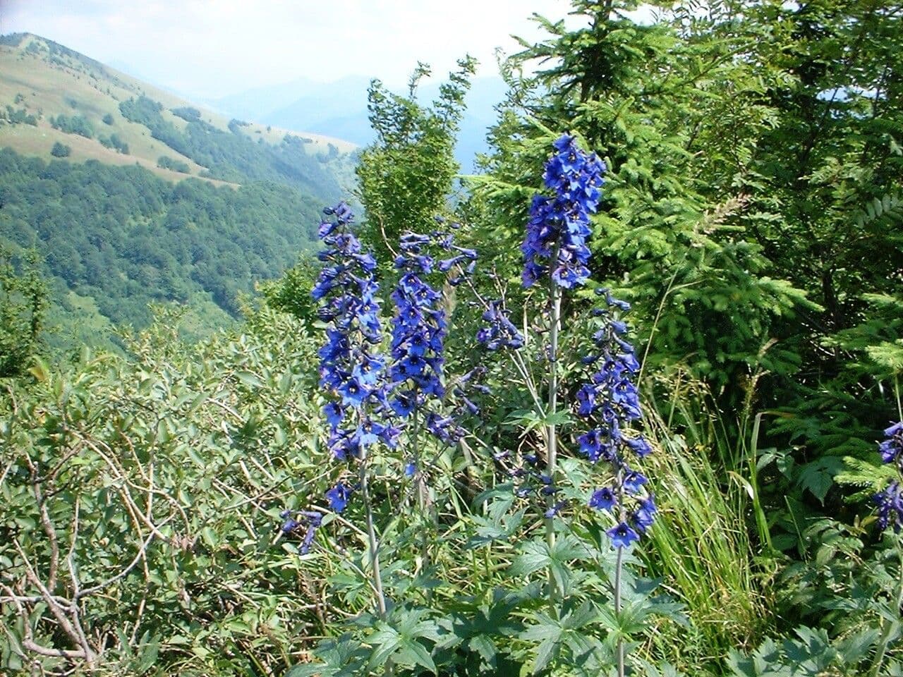 Delphinium elatum