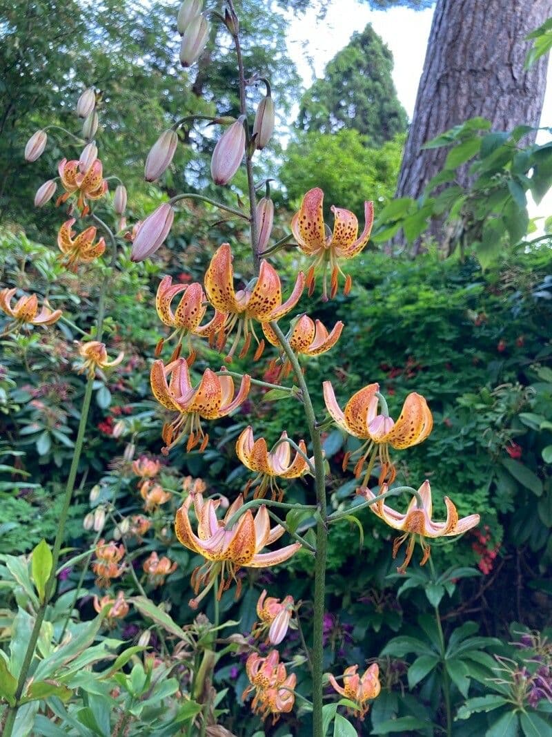 How To Grow Lilium humboldtii | EarthOne