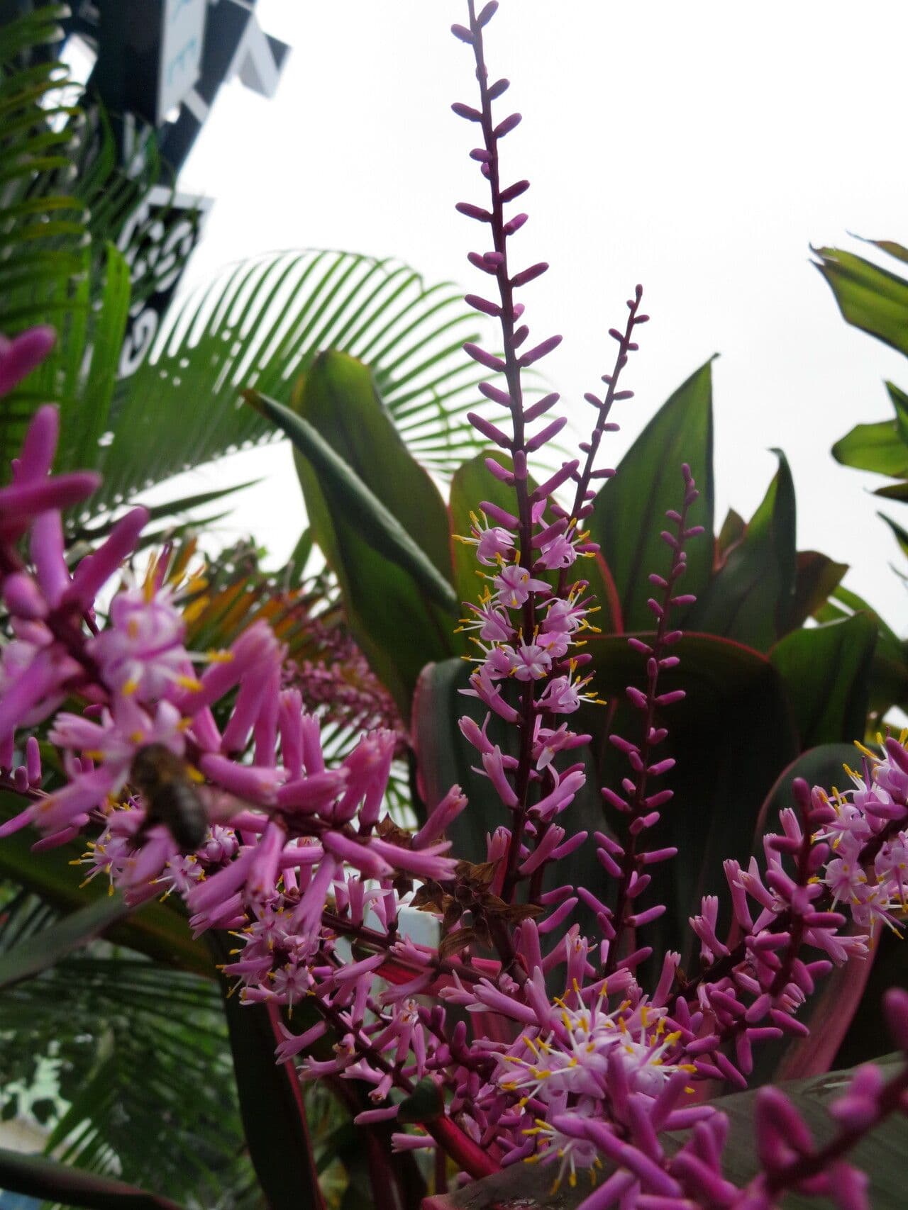 Cordyline fruticosa