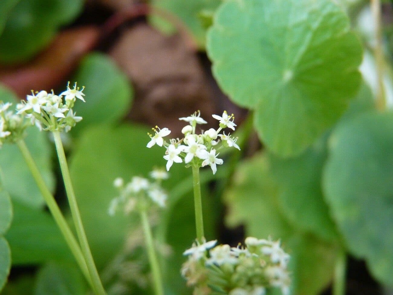 Centella asiatica